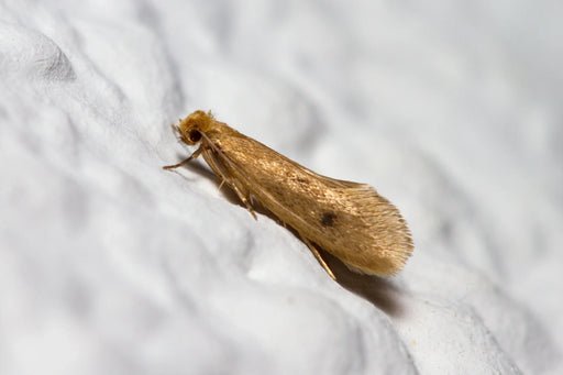 An image of a case-bearing moth sat eating white fibres from a piece of clothing