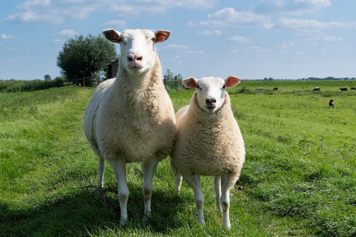 Caring for Woollen Clothes