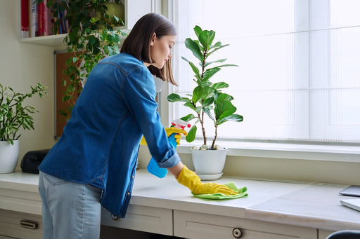 Does Cleaning Your Home Help Prevent Moths
