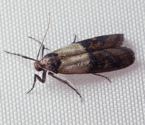 The Indian Meal Moth - A Homeowners Guide