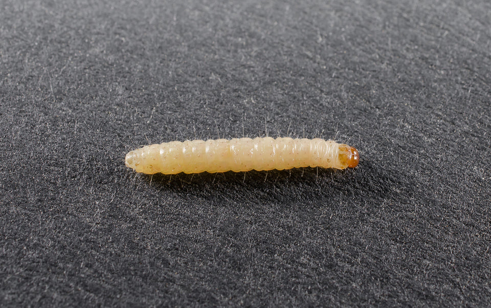 wool moth larvae