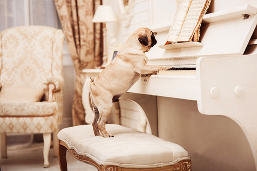 a pug dog playing the piano