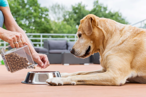 Labrador dog being fed dried dog food