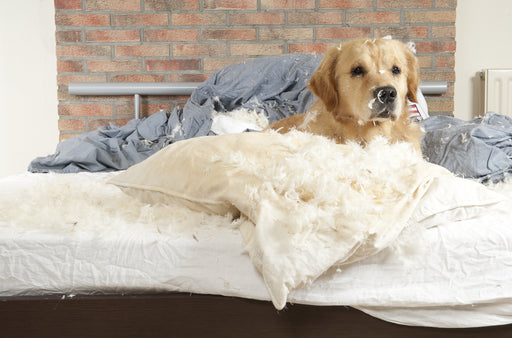 a beautiful dog sitting on a bed among a flurry of feathers