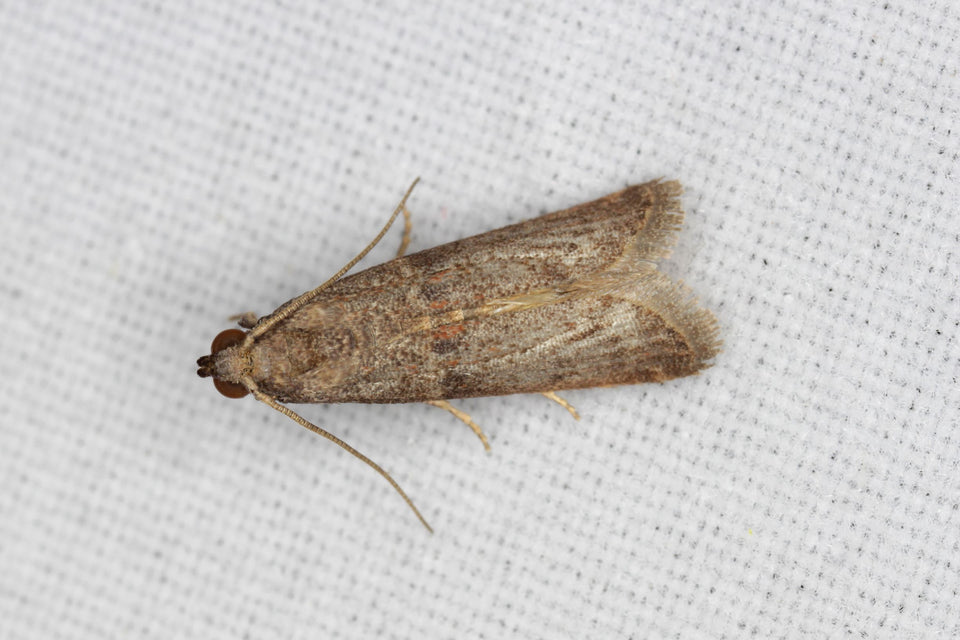 Mediterranean Flour Moth