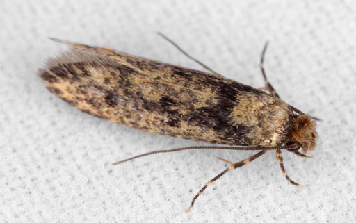 case bearing moth