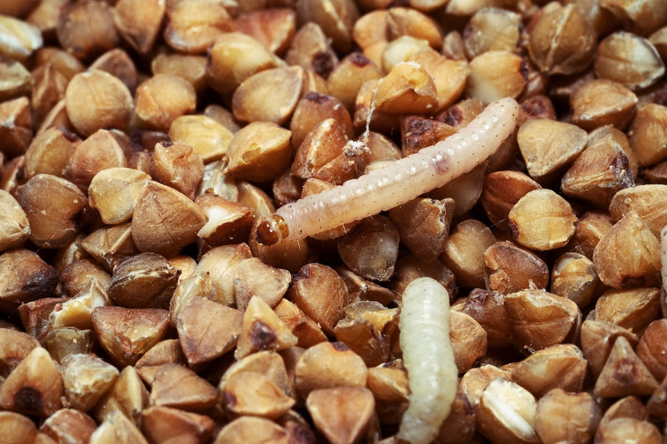 a close up of the Indian Meal Moth larvae (Plodia interpunctella)