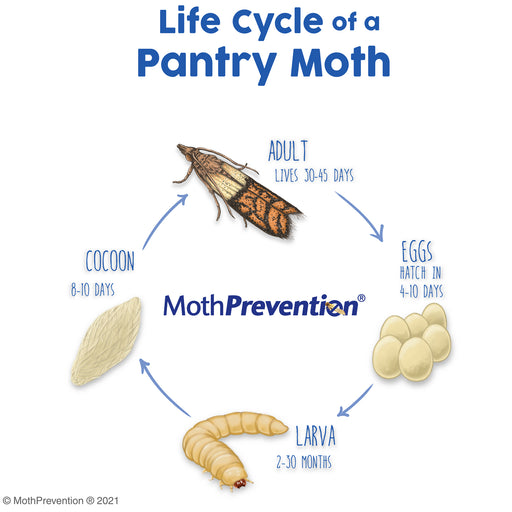 food moth life cycle