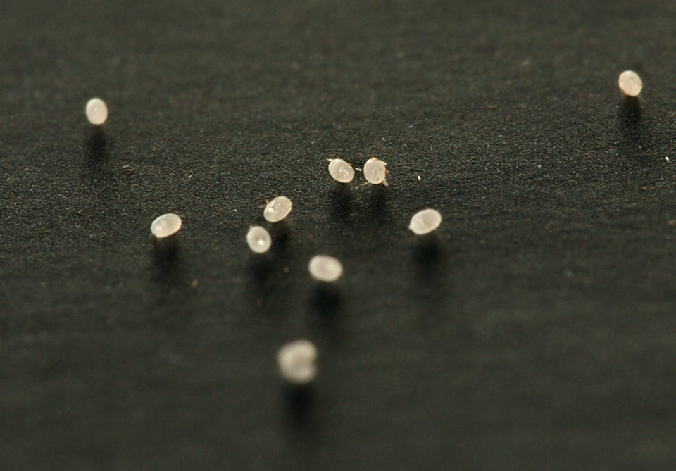 indian meal moth eggs