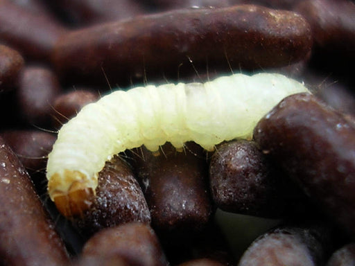 indian meal moth eggs