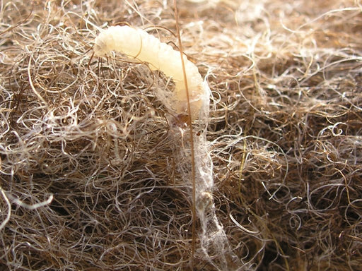 Webbing Clothes Moth Larvae