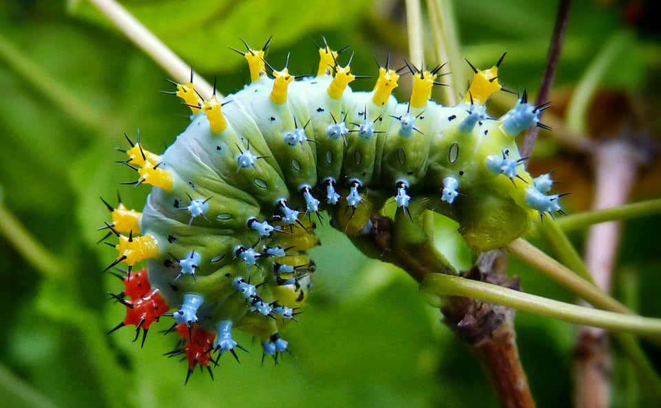a Cecropia Moth Caterpillar