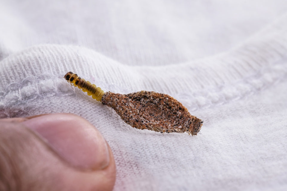 a close up of a case bearing moth larva on a woollen garment