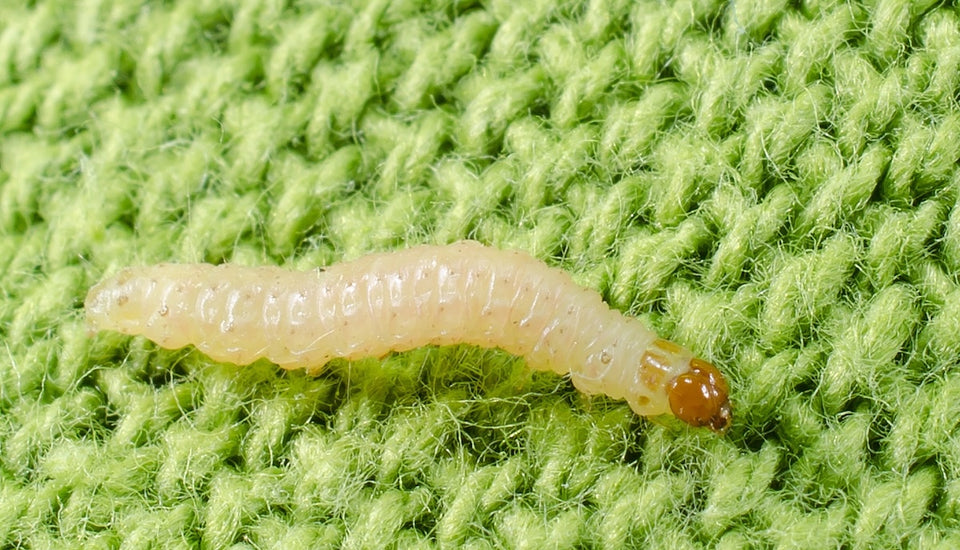a close up of a Clothes Moth Larva on green wool imgtag  -->
<h2>Why Natural Fibres Are at Risk</h2>
<p>Both Clothes Moths (<em>Tineola bisselliella</em>) and Carpet Moths (<em>Trichophaga tapetzella</em>) are particularly attracted to natural fibres that contain keratin, a fibrous protein found in animal hair and skin. Keratin provides essential nutrients for the larvae’s development which is something they cannot get from synthetic materials.</p>
<p>The most commonly affected natural fibres include:</p>
<ul>
  <li>
<strong>Wool:</strong> One of the most attractive materials to moths. Found in clothing, blankets, carpets, and upholstery, wool offers a perfect food source for larvae.</li>
  <li>
<a href="/blogs/the-art-of-prevention/the-difference-between-cashmere-and-wool">Cashmere</a>: A luxury fibre that moth larvae particularly favour due to its softness and high keratin content.</li>
  <li>
<a href="/blogs/the-art-of-prevention/where-does-silk-come-from">Silk</a>: Often attacked when blended with other natural fibres or when garments are stored for long periods.</li>
  <li>
<strong>Fur and leather:</strong> These can also attract larvae, especially if they have traces of natural oils or perspiration.</li>
  <li>
<strong>Feathers and felt:</strong> Common in accessories or decorative pieces, these are also at risk if stored in dark, undisturbed spaces.</li>
</ul>