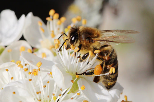 a bee pollinating a flower