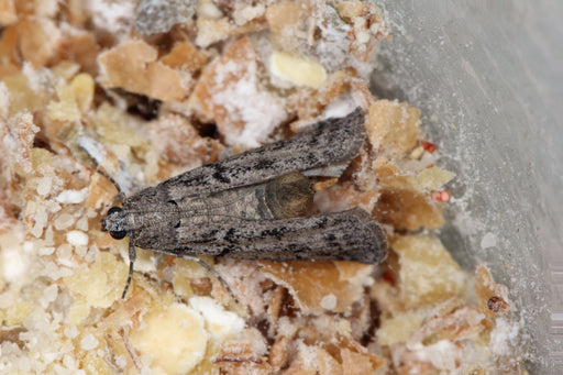 the Mediterranean Pantry Moth