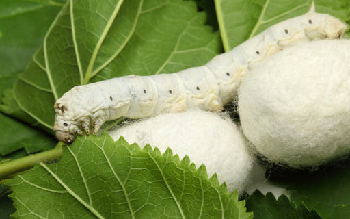 silk worm cocoon