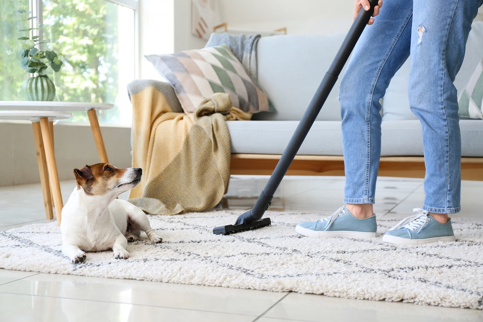 a dog looking up at a person vacuum cleaning the rug it is sitting on