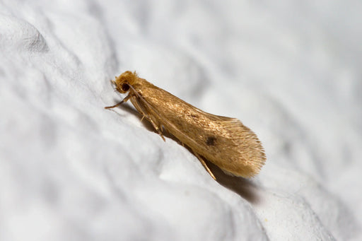 An image of a case-bearing moth sat eating white fibres from a piece of clothing