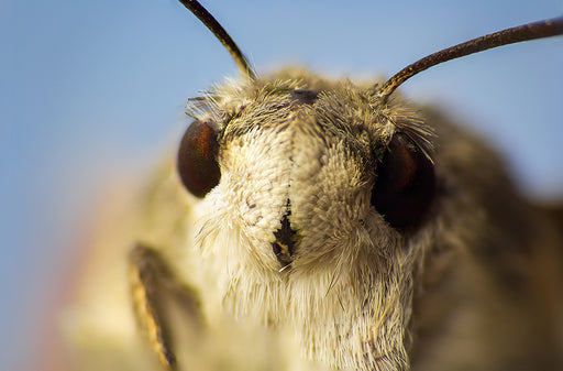 a close up of a moth’s head