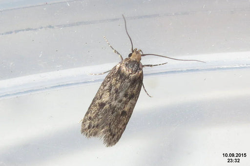 an adult Brown House Moth, Hofmannophila Pseudospretella, sat eating white fabric fibres