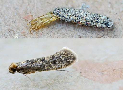 The silken casing of a Case Bearing Moth Larva and an adult Case Bearing Moth © entomart