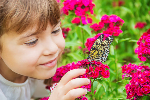 How Can You Tell The Difference Between a Butterfly and a Moth?