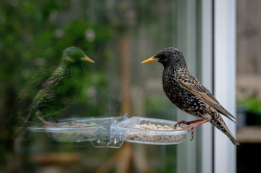 a Starling perched on a birdfeeder full of birdseed