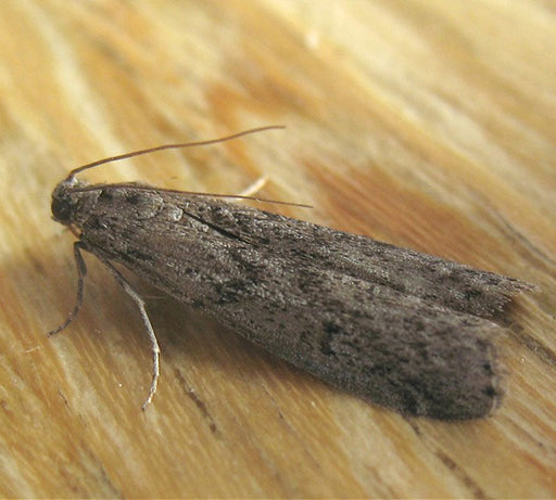 Mediterranean Flour Moth Species