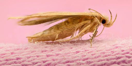 Identifying Clothes & Carpet Moths
