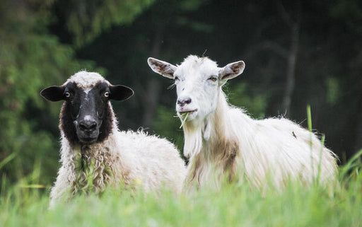 cashmere vs wool
