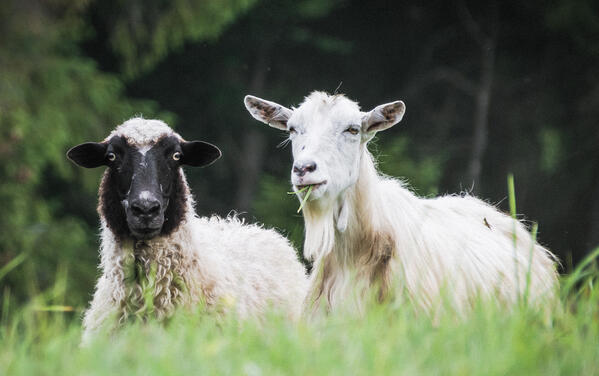 cashmere vs wool