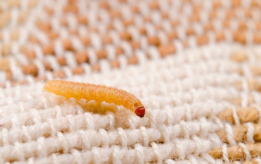 moth larvae on clothes
