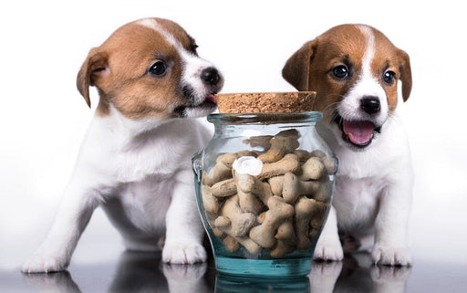 Puppies with dog biscuits in a sealed container