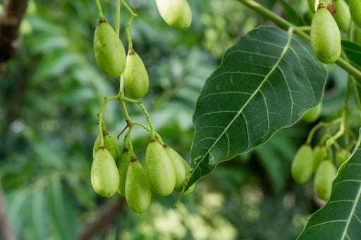 fruit and leaves of the Indian Lilac plant also known as a Neem Tree