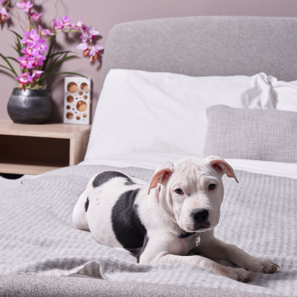 Why Choose MothPrevention Moth Traps?