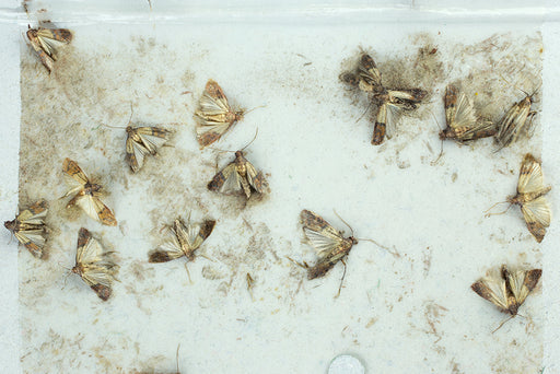 Pantry Moths caught on a Pantry Moth Trap