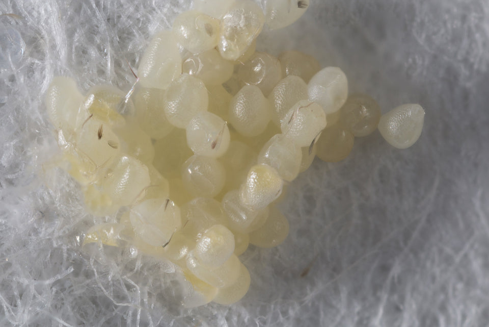 eggs laid by Clothes Moths