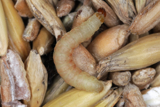 a close up of a Pantry Moth Larvae on grains