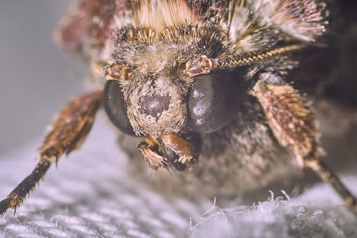 a close up of a Clothes Moth’s head
