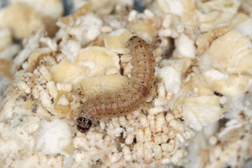 pantry moth larvae in dried nuts and grains