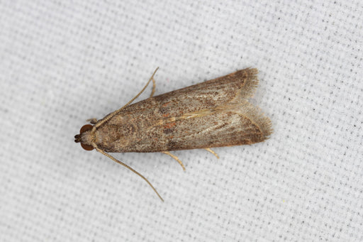 How to Check for Pantry Moths – Maggie's Farm Ltd