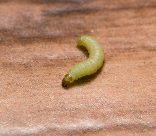 the Brown House Moth Larva