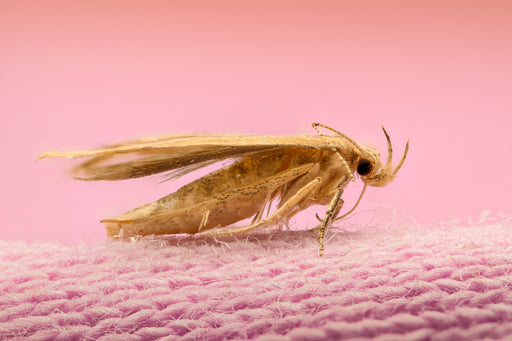 The Webbing Clothes Moth - A Homeowners Guide