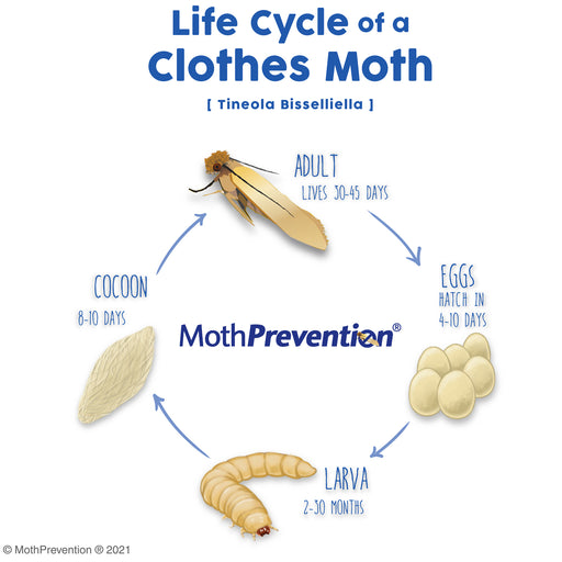 a MothPrevention diagram of the Clothes Moth Life Cycle