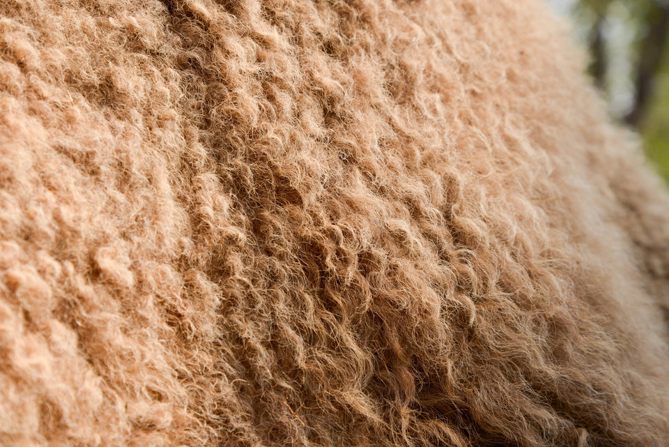 Camel Wool