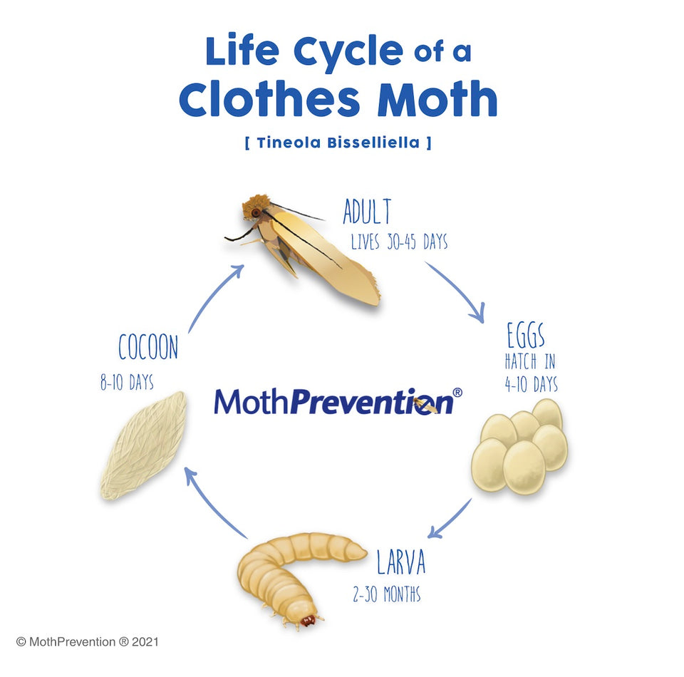 a diagram of the Clothes Moth Life Cycle from eggs to larva to cocoon and then adult moth