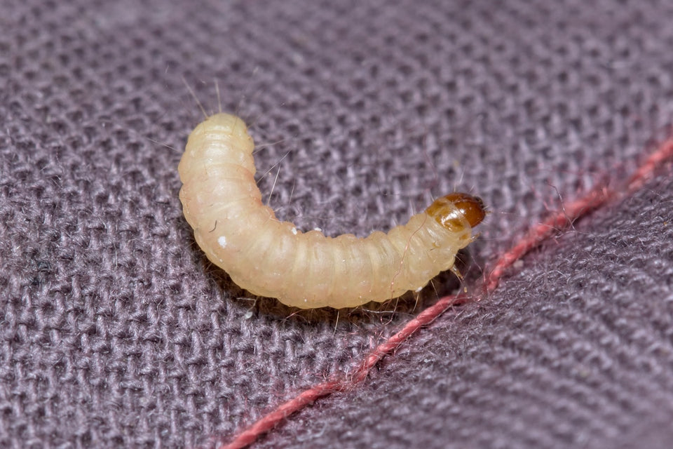 microscopic view of cream-coloured Clothes Moth Larvae feeding on natural fibres