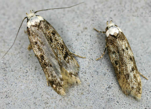 white-shouldered house moth