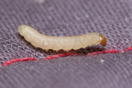food moth larva
